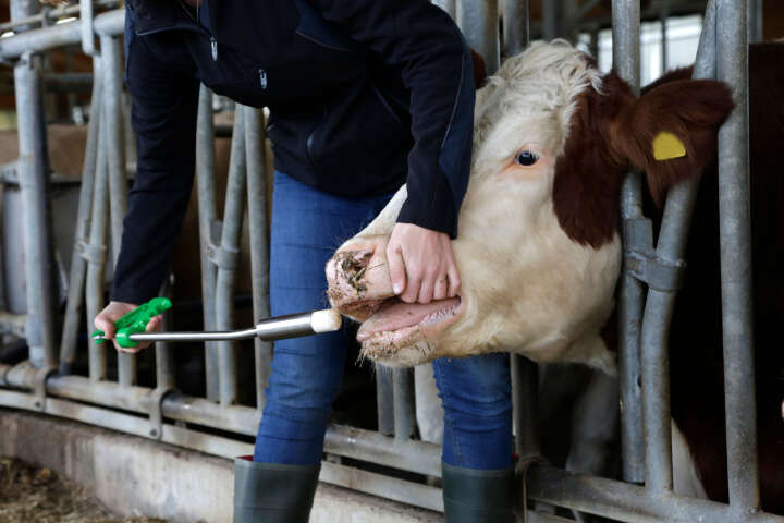 Agrochemica Calzogol Bolus